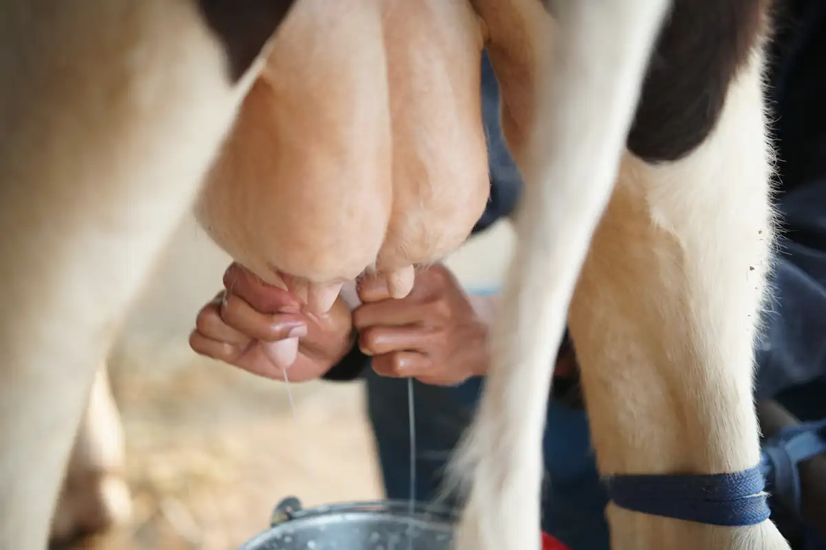Une personne qui tire du lait de vache